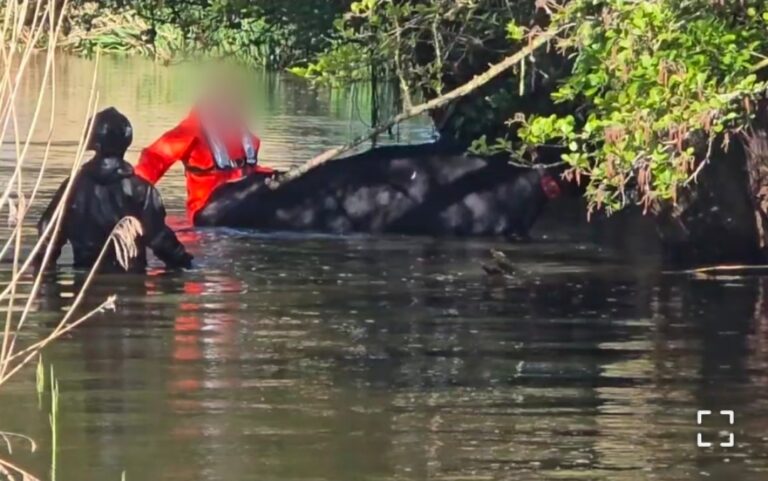 Brandweer redt koe uit water in Heeswijk Dinther