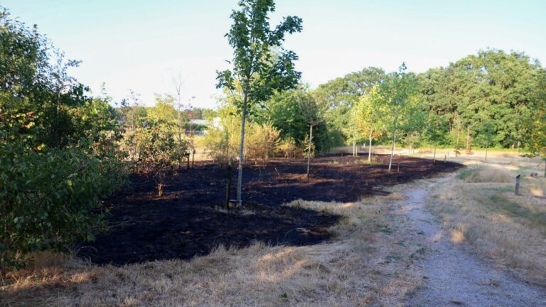 Flink stuk natuurgebied gaat in vlammen op in Oss