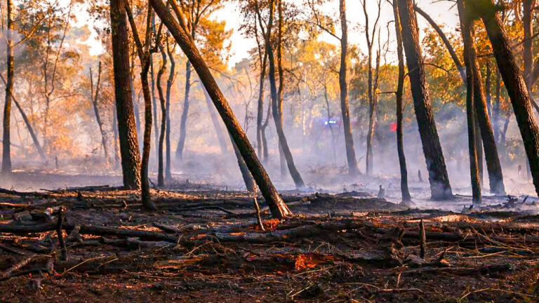 Zeer grote brand in natuurgebied Geffen